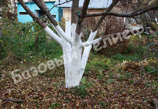 Уход за саженцами осенью: особенности организации процесса