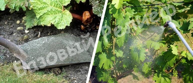 внесение удобрений для винограда