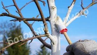 Уход за саженцами яблони: 5 важных правил 5 Уход за саженцами яблони: 5 важных правил