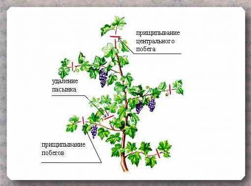 схема прищипывания побега винограда