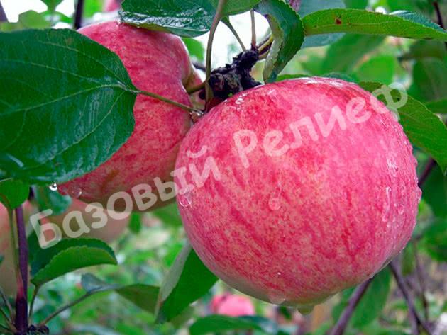 yablonya9c korichnoe novoe