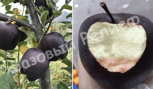 Яблоня Черный бриллиант