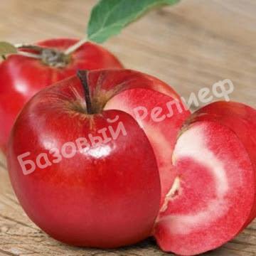 Яблоня Ред Кетти