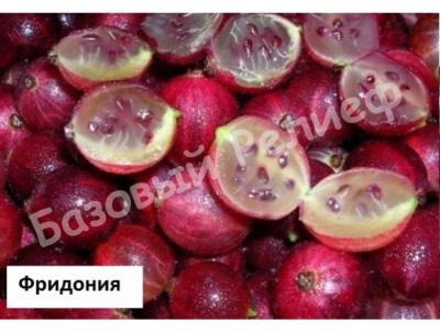 Крыжовник Фридония