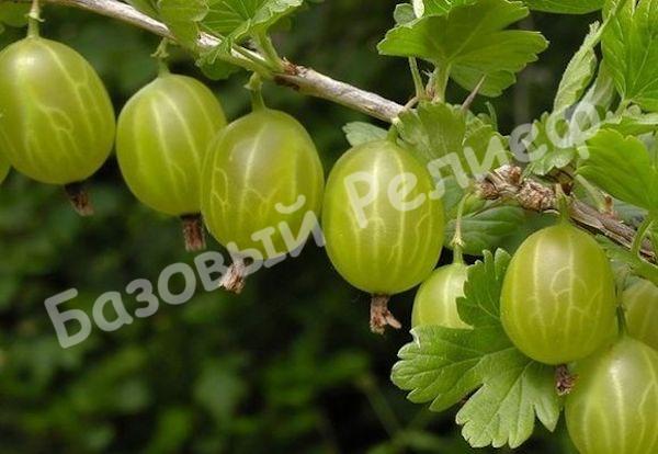Крыжовник Орфей