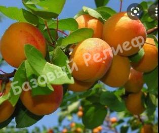Абрикос Добеле