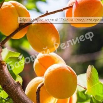 Абрикос Гвиани