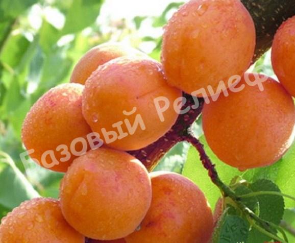 Абрикос Гвиани