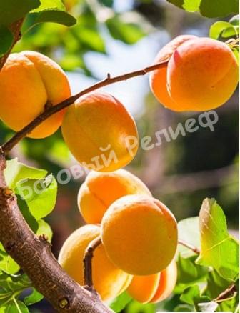 Абрикос Гвиани