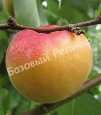 Абрикос Крымский амур