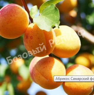 Абрикос Самарский