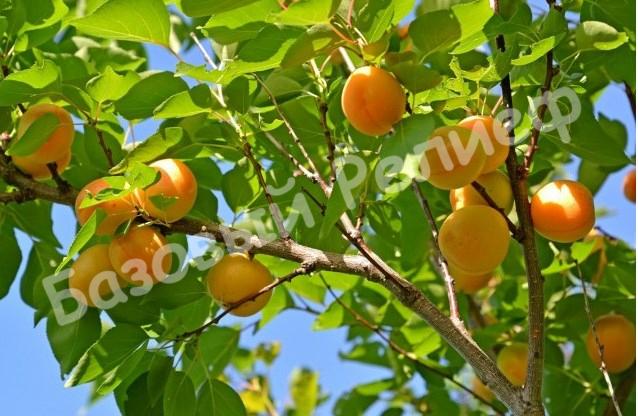 Абрикос розовый Хабаровский
