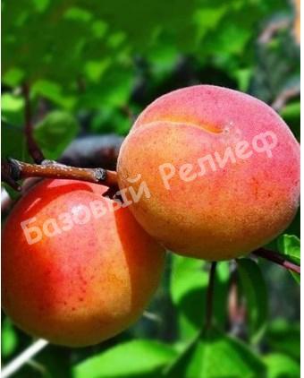 Абрикос розовый Хабаровский