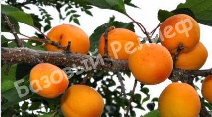 Абрикос розовый Хабаровский