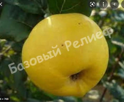 Айва яблоковидная лимонно-жёлтая Медаль