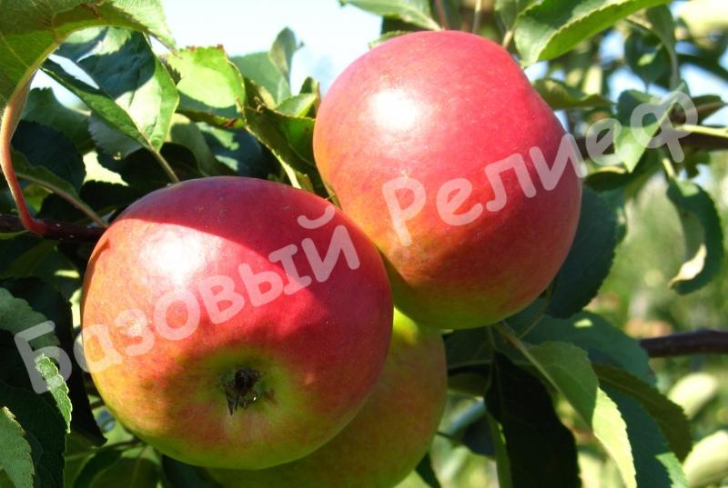 Яблоня Александр Бойко