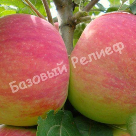 Яблоня Александр Бойко