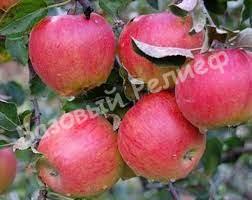 Яблоня колоновидная Алые паруса