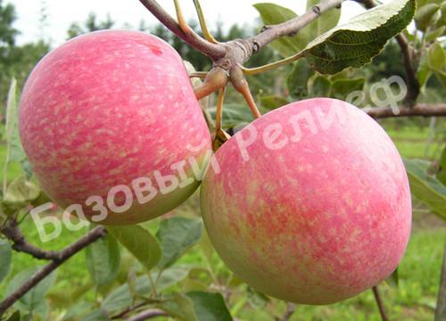 Яблоня Алтайское бархатное