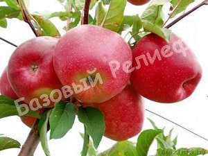 Яблоня Алтайское бархатное