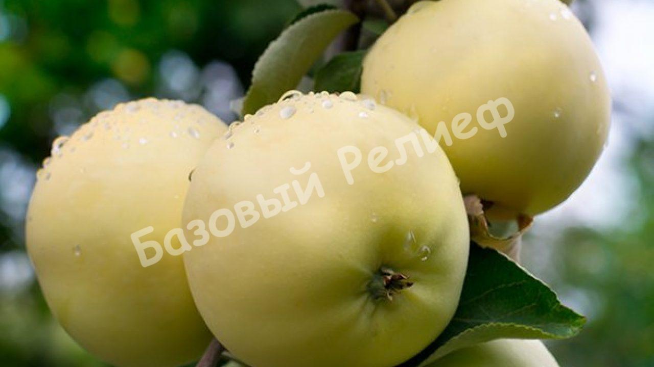 Яблоня Алтайское Янтарное