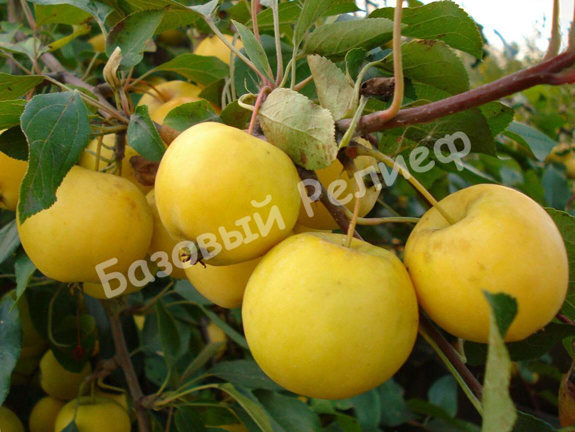 Яблоня Алтайское Янтарное