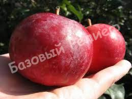 Яблоня Алтайское зимнее