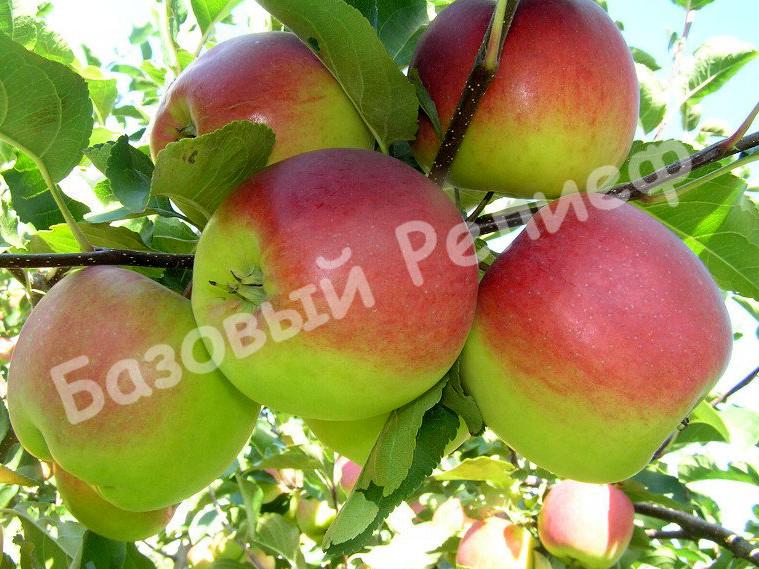 Яблоня Алтайское зимнее