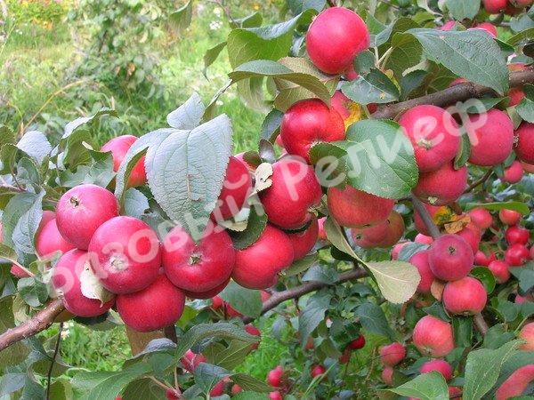 Яблоня Алтайская Красавица
