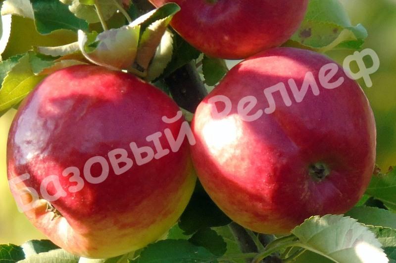 Яблоня Алтайское Крапчатое