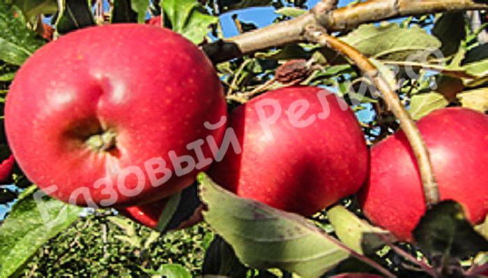 Яблоня Аврора Крымская