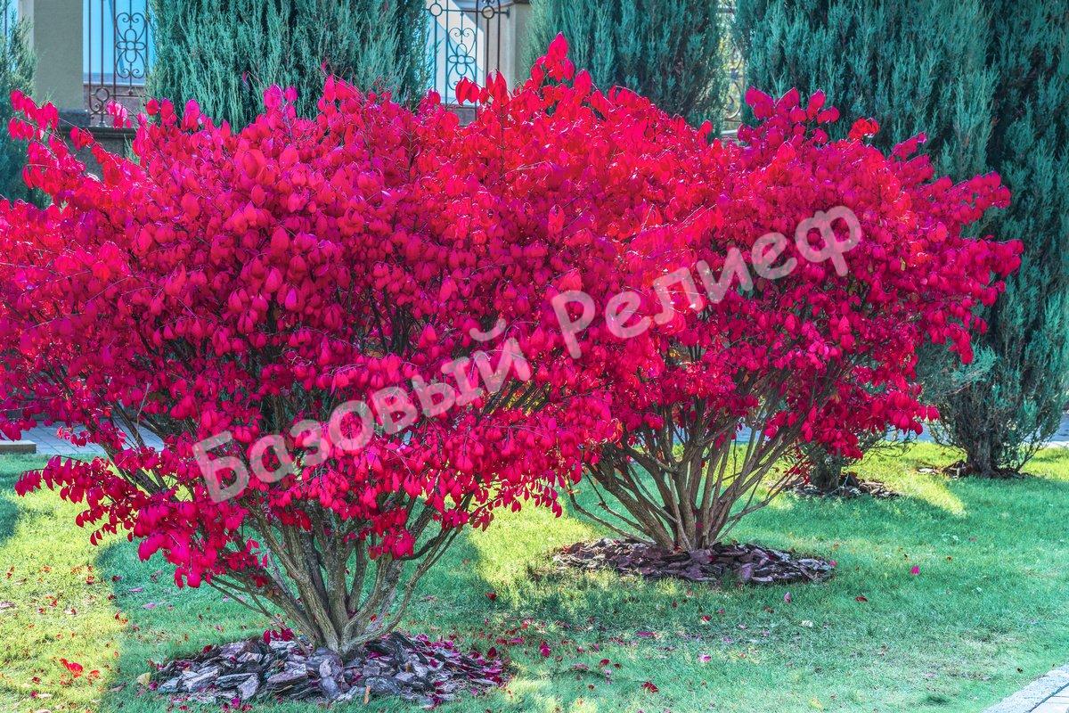 Бересклет европейский Рэд Каскад