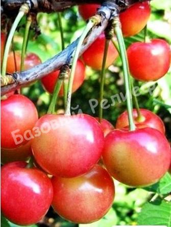 Черешня Орловская розовая