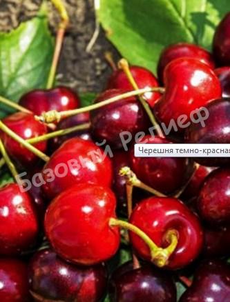 Черешня Ярославна