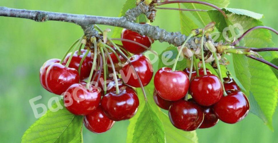 Вишня войлочная Амурка
