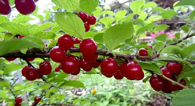 Вишня войлочная Амурка