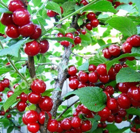 Вишня войлочная Сказочная