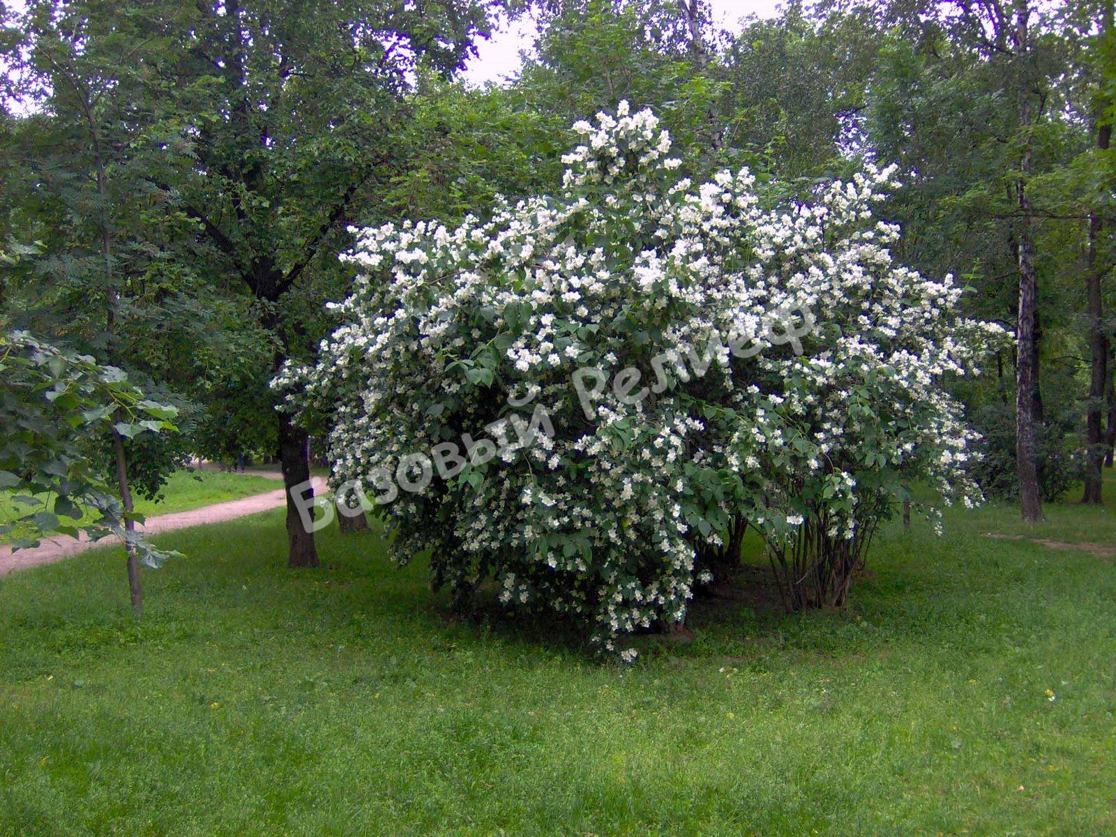 Жасмин (чубушник) Эректус