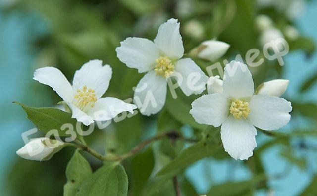 Жасмин (чубушник) Эректус