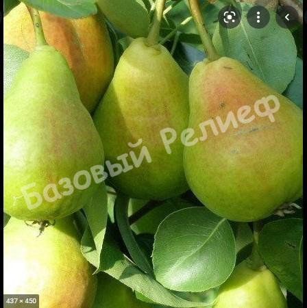 Груша Лель