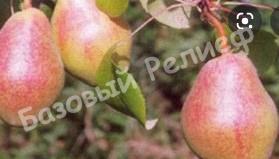 Груша Лель