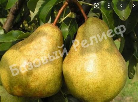 Груша Волшебница