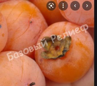 Хурма Белогорье