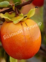 Хурма Белогорье