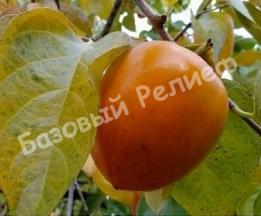 Хурма Гошо Гаки