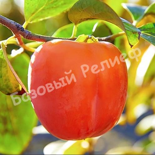 Хурма Хиакуме