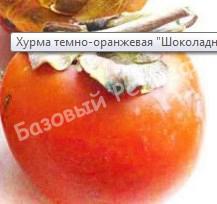 Хурма Звездочка
