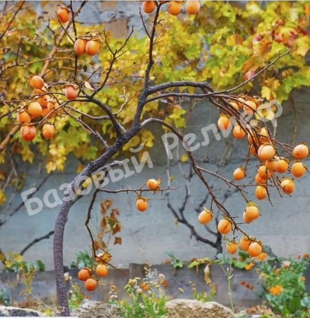 Хурма Золотистая