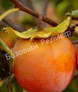 Хурма Золотистая