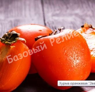Хурма Звездочка